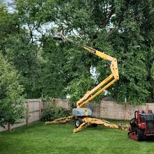 How Our Tree Care Process Works  in  Fairborn, OH